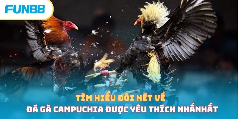 Tổng quan về đá gà Campuchia