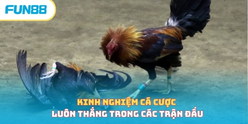 Kinh nghiệm cược đá gà Campuchia cho người mới