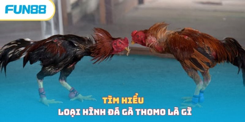 Trường gà Thomo trong đá gà Campuchia