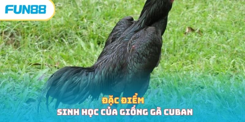 Giống gà Cuban trong đá gà Fun88