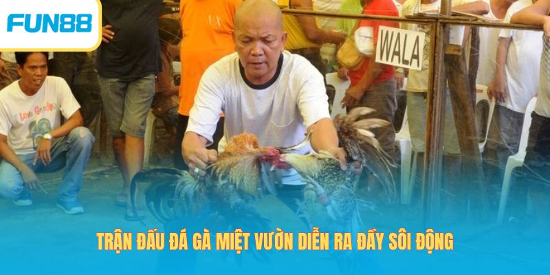 Đá gà miệt vườn trong chuyên mục đá gà Fun88