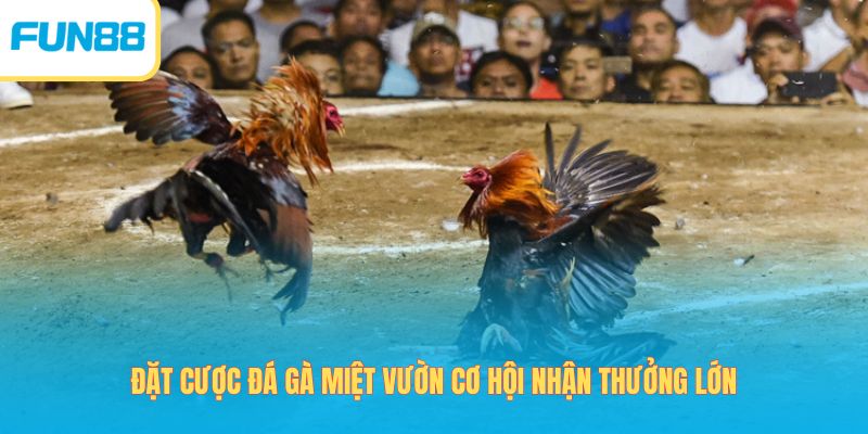 Cửa cược Meron, Wala, BDD trong đá gà Fun88